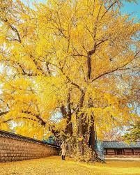 ĐẮM CHÌM SẮC THU XỨ KIM CHI: BUSAN - SEOUL - NAMI 6N5Đ - Image - 1479