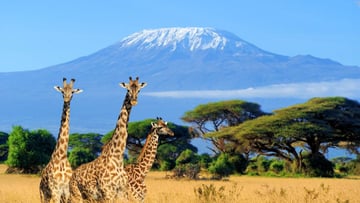 11 Days Romantic Kenya Safari & Diani Beach Getaway - Image - 9604