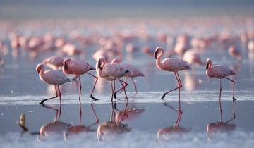 Luxury Serengeti, Ngorongoro & Tarangire Drive-In Safari - Image - 2579