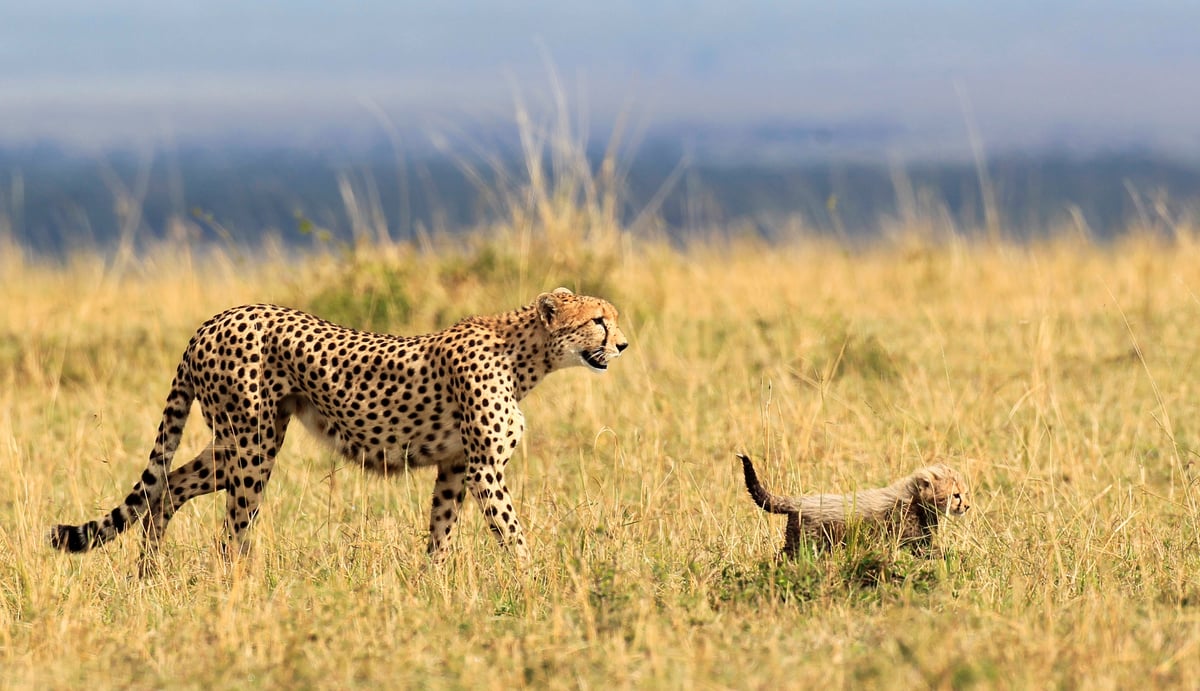 Luxury Serengeti, Ngorongoro & Tarangire Drive-In Safari - Image - 2592