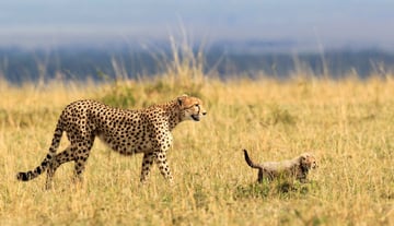 Luxury Serengeti, Ngorongoro & Tarangire Drive-In Safari - Image - 2592