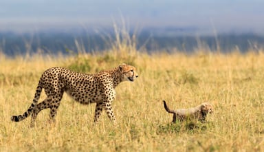 Luxury Serengeti, Ngorongoro & Tarangire Drive-In Safari - Image - 2592