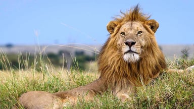 Luxury Serengeti, Ngorongoro & Tarangire Drive-In Safari - Image - 2578