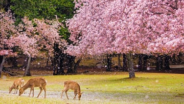 CUNG ĐƯỜNG VÀNG 2026 - RỰC RỠ SẮC HOA ANH ĐÀO NARA – OSAKA – KYOTO – PHÚ SĨ – TOKYO - Image - 7453
