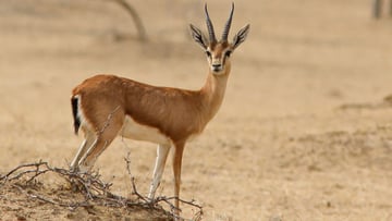 8 Days Ndutu Calving Season Serengeti Migration Tanzania Safari - Image - 9620