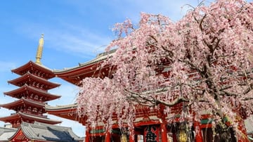 MÙA HOA ANH ĐÀO NHẬT BẢN 2026 TOKYO – PHÚ SĨ – KYOTO – OSAKA NO SHOP - Image - 6488