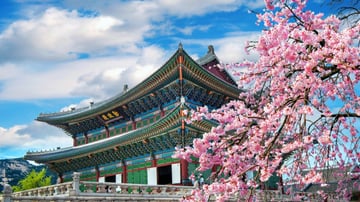 TOUR HÀN QUỐC – SEOUL - NAMI - LOTTE WORLD - YEOUIDO - HOA ANH ĐÀO - Image - 9104