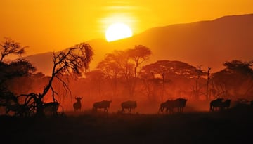 Kilimanjaro Summit & Serengeti Safari Journey - Image - 2818