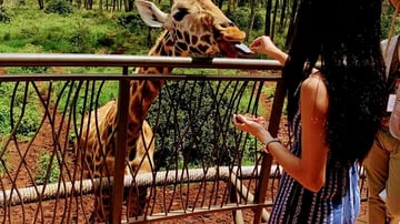 Nairobi:Giraffes Feeding Experience At Giraffes Centre And Kibera Slum Excursion. - Image - 8218