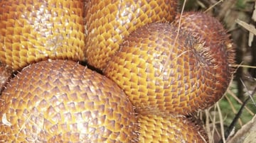 Salak Agro Village Trail | The Window of Gastronomy Bali - Image - 12488