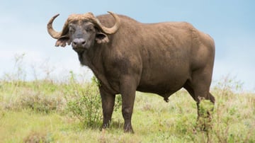 8 Days Ndutu Calving Season Serengeti Migration Tanzania Safari - Image - 9621