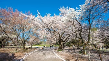 CUNG ĐƯỜNG VÀNG MÙA HOA ANH ĐÀO: TOKYO - FUJI - TOYOHASHI - KYOTO - OSAKA 5N5Đ - Image - 11201