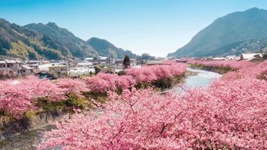 TOUR NHẬT BẢN - CUNG ĐƯỜNG VÀNG - MÙA HOA ANH ĐÀO 5 NGÀY 5 ĐÊM - VIETJET AIR - Image - 4490