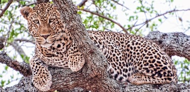 Midrange Tanzania Big Five Safari & Zanzibar Escape - Image - 2609