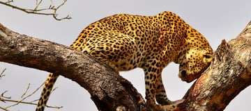 Midrange Tanzania Big Five Safari & Zanzibar Escape - Image - 2610