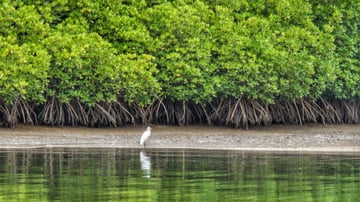 Evening Wetland National Park - Night Safari – Malaysia - Image - 11171