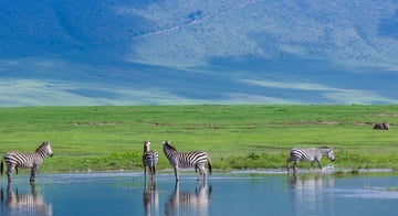 Luxury Serengeti, Ngorongoro & Tarangire Drive-In Safari - Image - 2593