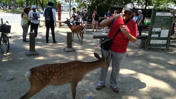 Nara Day Trip from Osaka – Local Japanese Guide - Image - 10502