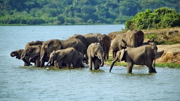 5 Days Gorilla Trekking and Wildlife Safari - Image - 10789