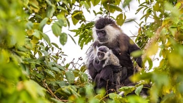 7 Days Rwanda Primates & Wilderness Expedition - Image - 9172