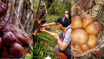 Salak Agro ECO TREKKING (Sibetan Village) - Image - 12685