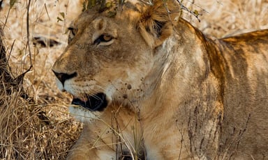 5 Days Rwanda Safari Adventure Tour - Image - 2643