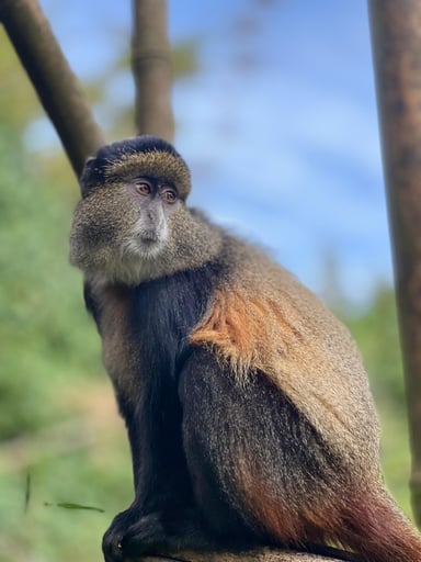 5 Days Rwanda Safari Adventure Tour - Image - 2640