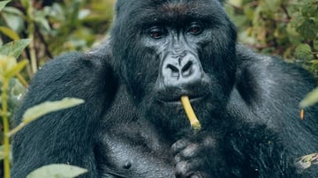 5 Days Rwanda Safari Adventure tour - Image - 8518