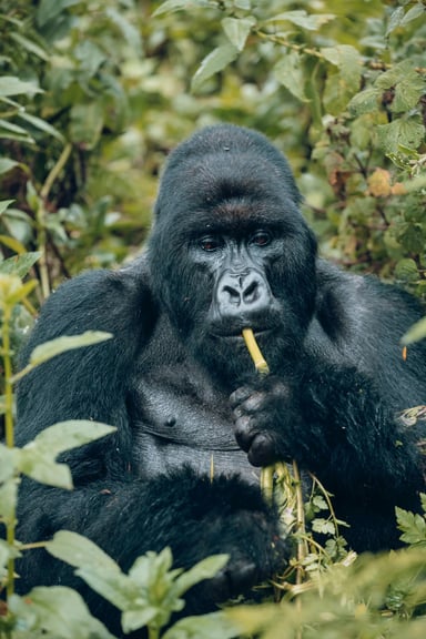 5 Days Rwanda Safari Adventure Tour - Image - 2642