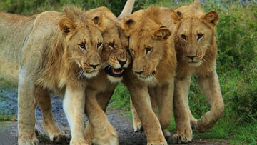 4 Days of Wildlife & Gorilla Trekking Safari Experience - Image - 8519