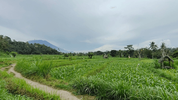 Salak Agro ECO TREKKING (Sibetan Village) - Image - 12688