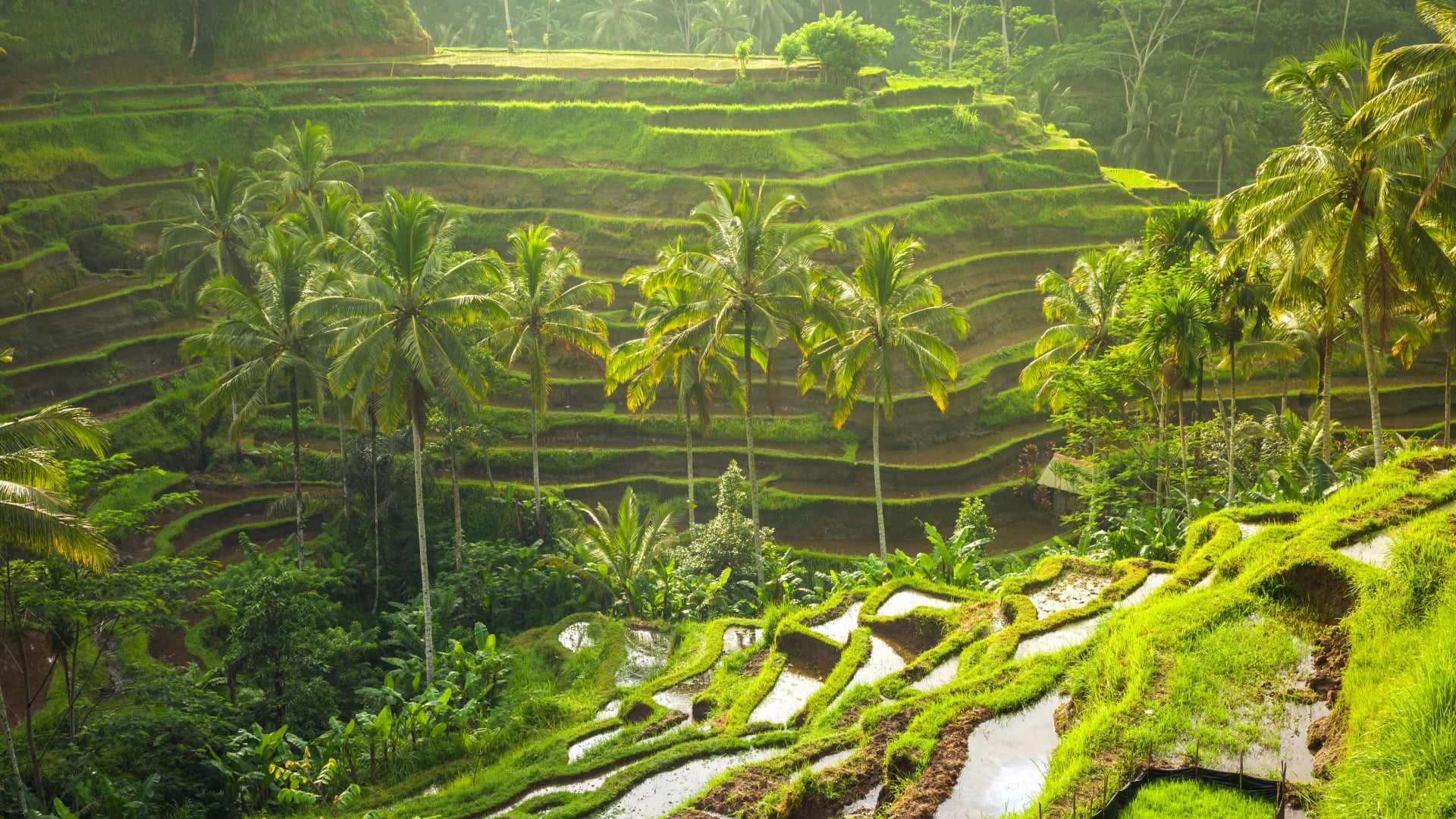 The Charm of Kintamani and Bali’s Natural Wonders - Bali Full-Day Tour