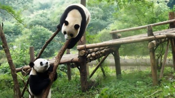 Tour Du Lịch Trung Quốc 6N5Đ: Thành Đô - Công Viên Gấu Trúc - Cửu Trại Câu - Lạc Sơn Đại Phật - Image - 7327