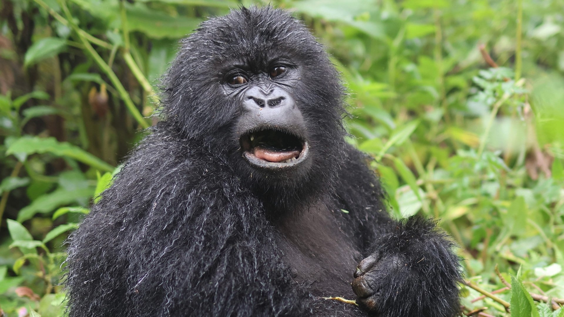 7 Days Rwanda Primates & Wilderness Expedition