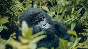 7 days Rwanda primates Safari adventure. - Image - 8556