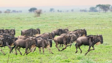 5 Days Ndutu Spectacular Migration Safari - Image - 9167