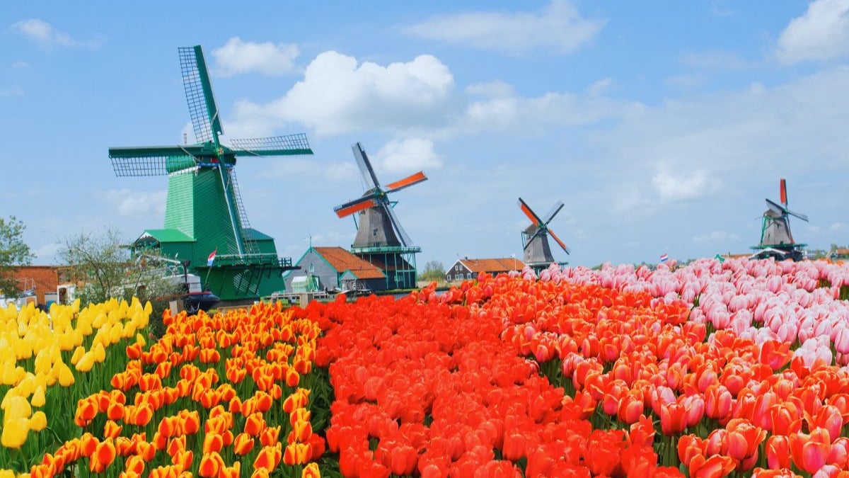 HÀNH TRÌNH CHÂU ÂU TOÀN CẢNH - MÙA HOA TULIP (9N8D): ĐỨC - HÀ LAN - BỈ - PHÁP - THỤY SĨ - Ý