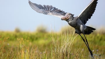 Shoebill Tracking in Mabamba Bay on Lake Victoria, Uganda - Image - 8012
