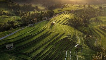 Jatiluwih Rice Terrace Tour - Image - 11668
