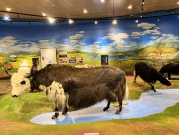 LỆ GIANG - SHANGRILA (LỊCH KHỞI HÀNH 2026) - Image - 2523