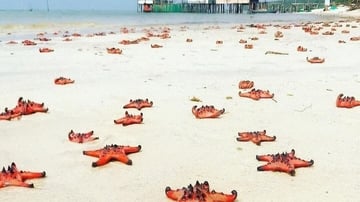 Tour Phú Quốc 3N2Đ: Từ HCM - Phú Quốc - Câu Cá - Lặn Ngắm San Hô, VMB khứ hồi + Khách sạn 3* - Image - 6196