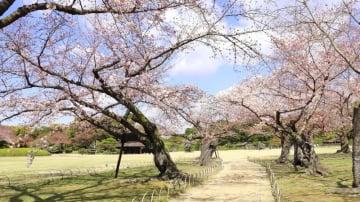 CHƯƠNG TRÌNH DU LỊCH NHẬT BẢN MÙA HOA ANH ĐÀO CHARTER OKAYAMA OKAYAMA • KOBE • KYOTO • OSAKA • HIMEJI • OKAYAMA NO SHOPPING - Image - 6481