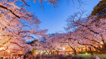 HÀ NỘI – OSAKA – KOBE – KYOTO – NAGOYA – NÚI PHÚ SĨ – TOKYO – HÀ NỘI - Image - 8974