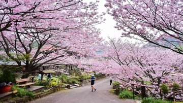 Du xuân Đài Loan ngắm hoa anh đào 5N4Đ: Đài Bắc - Đài Trung - Cao Hùng (Tháng 3) - Image - 4766