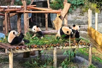 TRÙNG KHÁNH - TRƯỢT TUYẾT KIM PHẬT SƠN 5 NGÀY 4 ĐÊM - Image - 3291