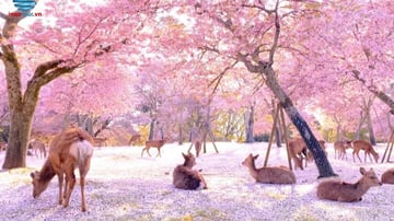 HÀ NỘI - NAGOYA - NARA–NAGOYA - KYOTO – NÚI PHÚ SĨ – LỄ HỘI HOA CHI ANH - TOKYO - Image - 8597