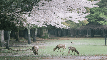 Tour Nhật Bản 6N5Đ: Từ Hà Nội - Nagoya - Nara - Osaka - Kyoto - Núi Phú Sĩ - Tokyo, Bay Vietjet Air + KS 3* - Image - 5482