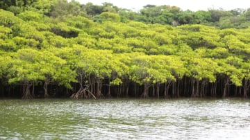 Morning Santubong Wildlife and Mangrove Cruise – Malaysia - Image - 11164