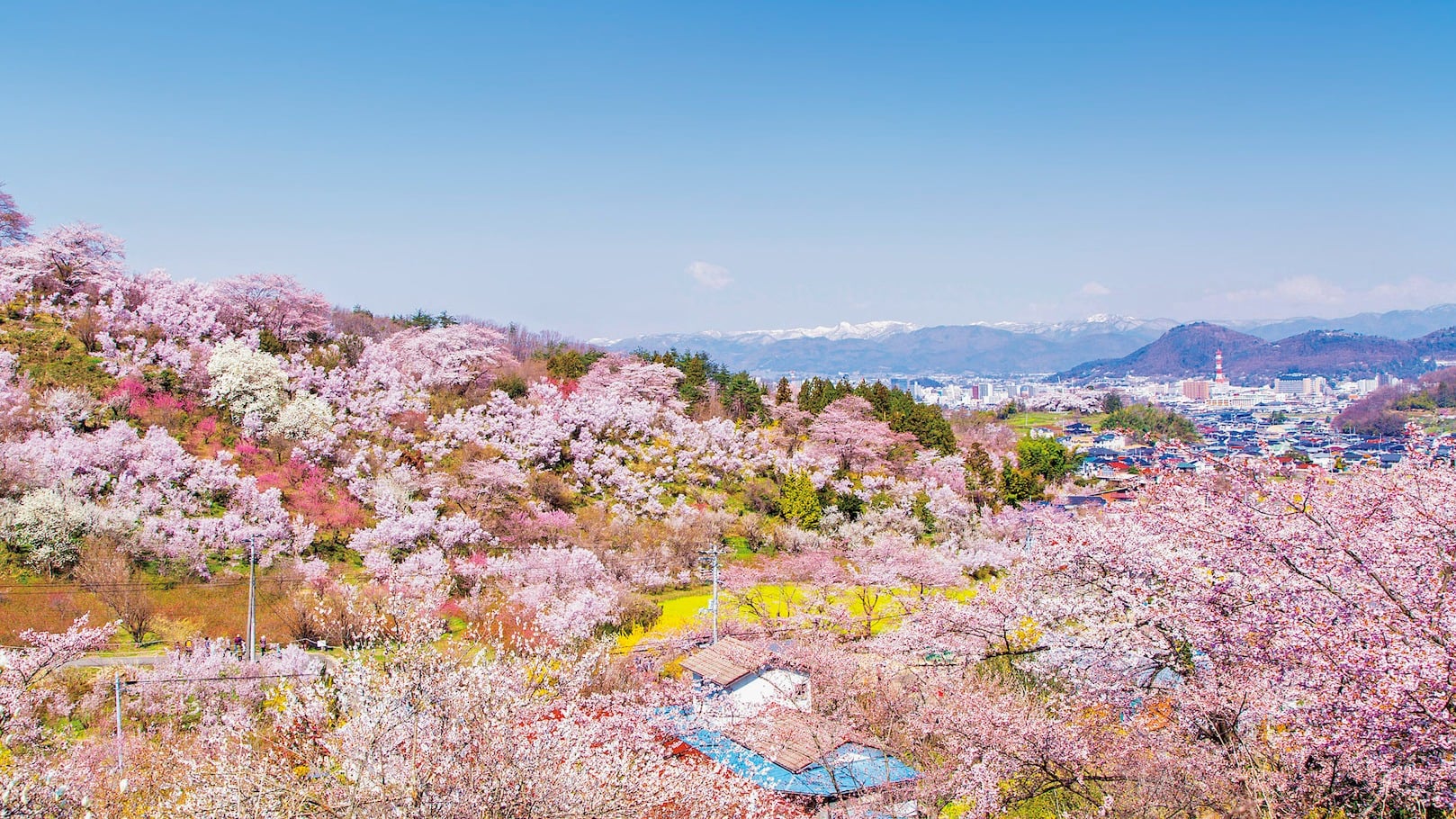 CUNG ĐƯỜNG VÀNG 2026 - RỰC RỠ SẮC HOA ANH ĐÀO KOBE – OSAKA – KYOTO – PHÚ SĨ – TOKYO (NO SHOPPING )