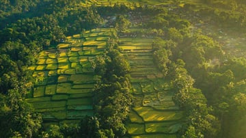 Jatiluwih Rice Terrace Tour - Image - 11665